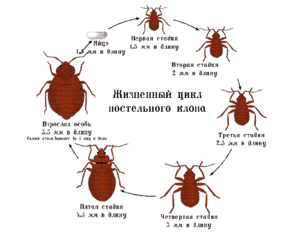 Жизненный цикл клопов