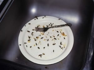 Отрава от тараканов: что выбрать и как использовать?