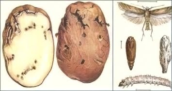 Картофельная моль: внешний вид, вред, меры борьбы