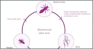 Вши и блохи: клиническая характеристика заболеваний!