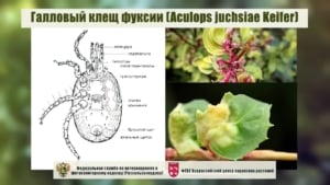 Липовый галловый клещ – характеристика и методы борьбы!