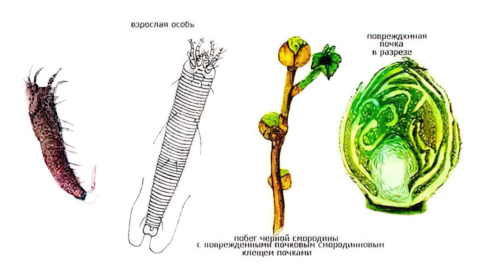 Почковый клещ на смородине: меры борьбы, препараты, народные средства