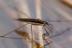 Клоп водомерка – особенности жизнедеятельности и среда обитания