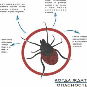 Активность клещей: когда их стоит бояться