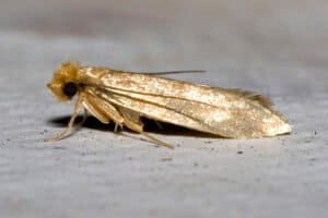 Фруктовая моль: насекомое и его повадки и методы борьбы