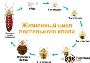 Как быстро бегают клопы: факты и характеристики