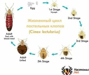 Как размножаются постельные клопы: осеменение, развитие, места обитания, борьба с размножением