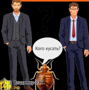 Почему клопы кусают: основные причины и способы борьбы