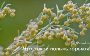 Полынь от клопов: полезные свойства растения, эффективность в борьбе с паразитами