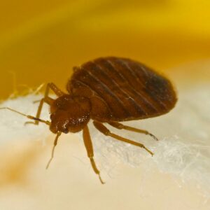 Профилактика от клопов: эффективные методы и советы