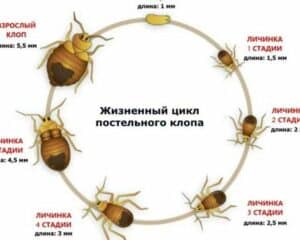 Сколько живут клопы: срок жизни и условия выживания