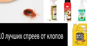 Жидкие средства от клопов: эффективные способы борьбы с насекомыми