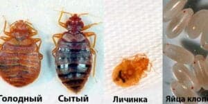 Как избавиться от уличных клопов в квартире: эффективные методы борьбы